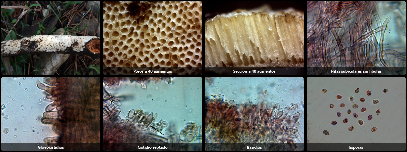 Microscopía de Oxyporus corticola