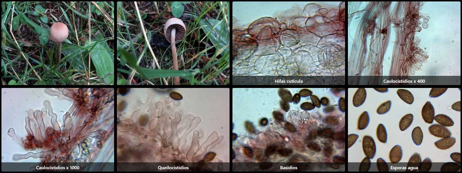 Microscopía de Panaeolina foenisecii