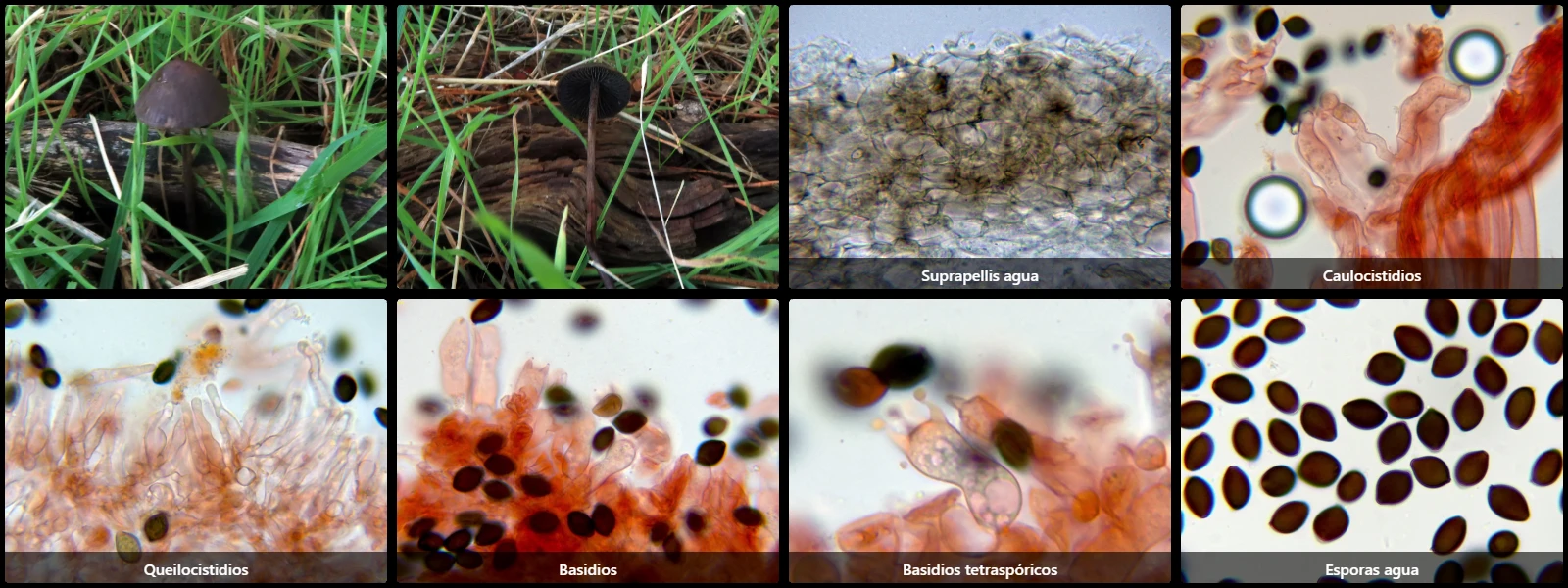 Microscopía de Panaeolus acuminatus