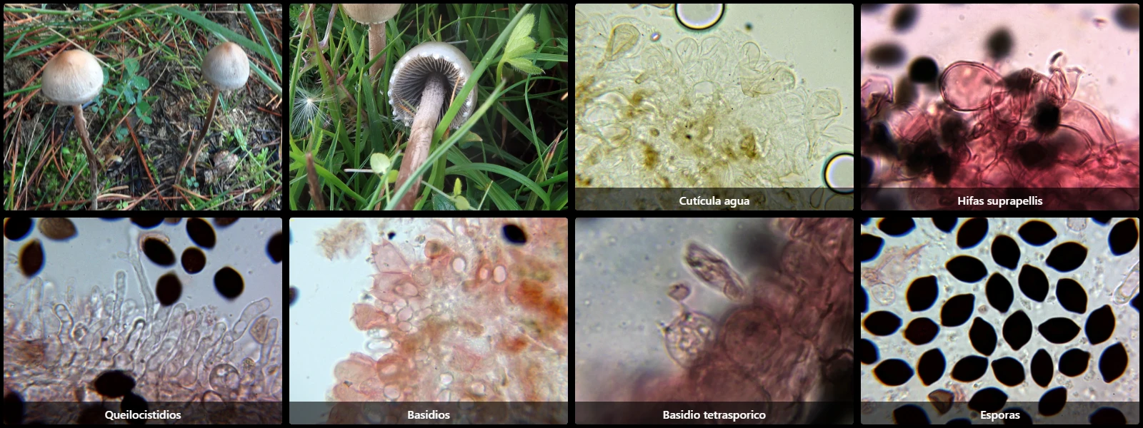 Microscopía de Panaeolus papilionaceus