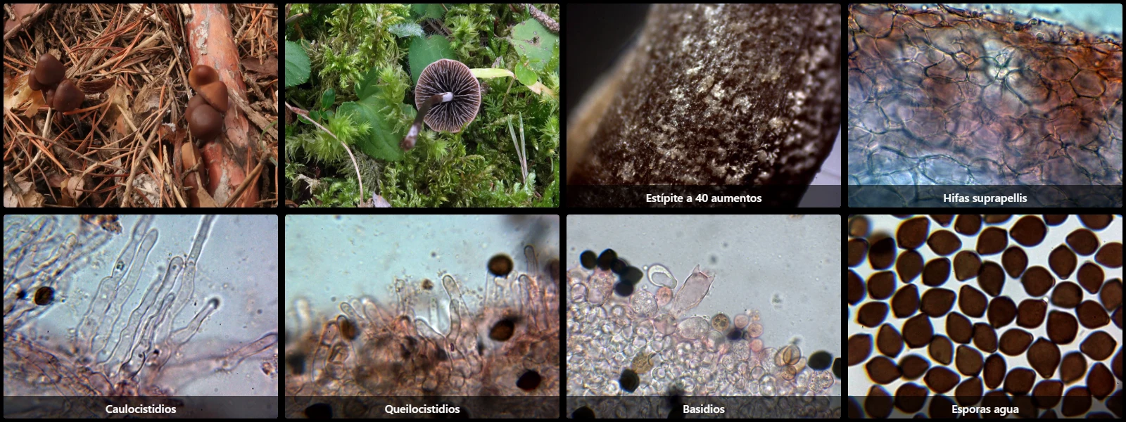 Microscopía de Panaeolus rickenii