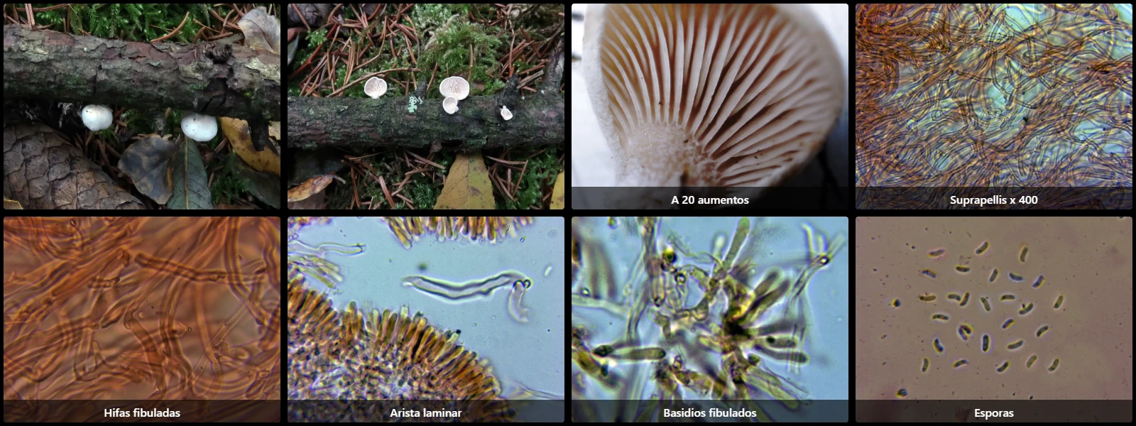 Microscopía de Panellus mitis