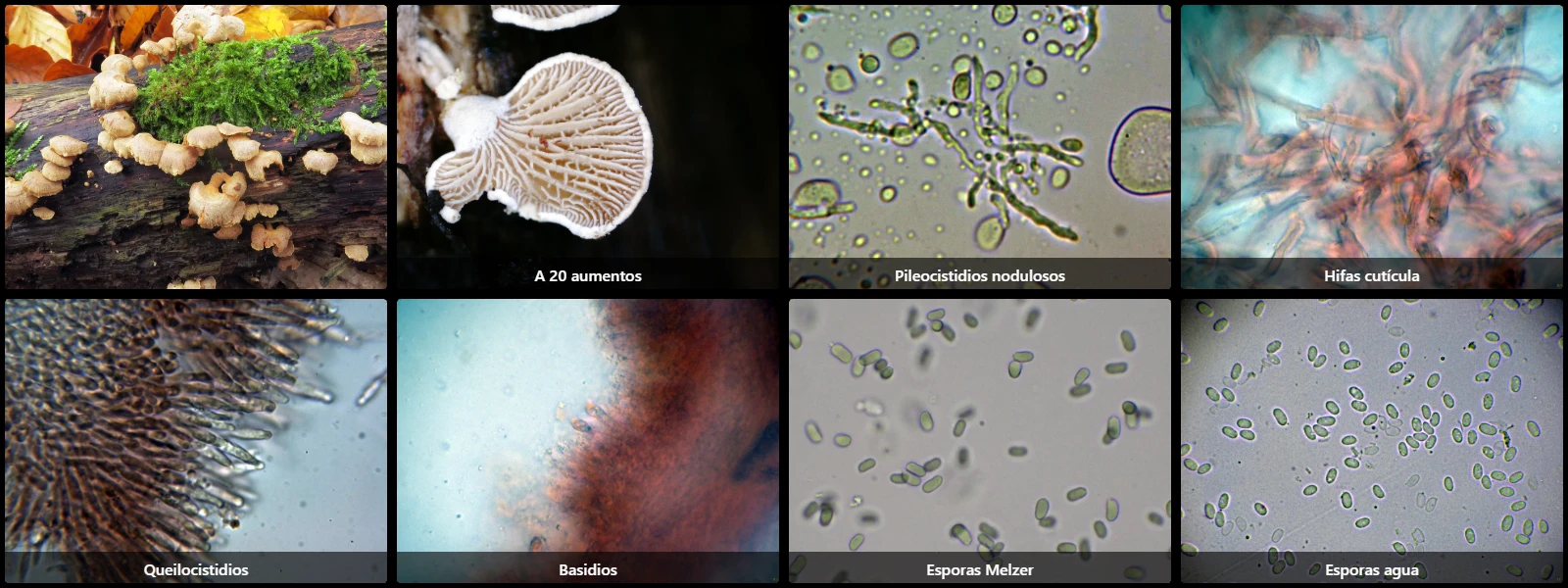 Microscopía de Panellus stipticus