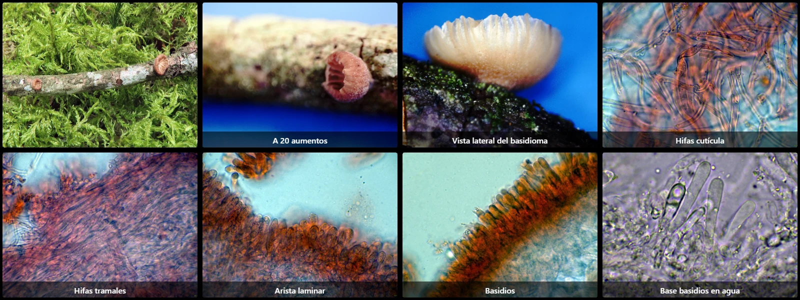 Microscopía de Panellus violaceofulvus