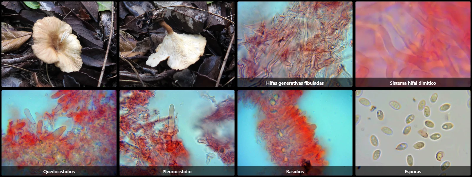 Microscopía de Panus conchatus