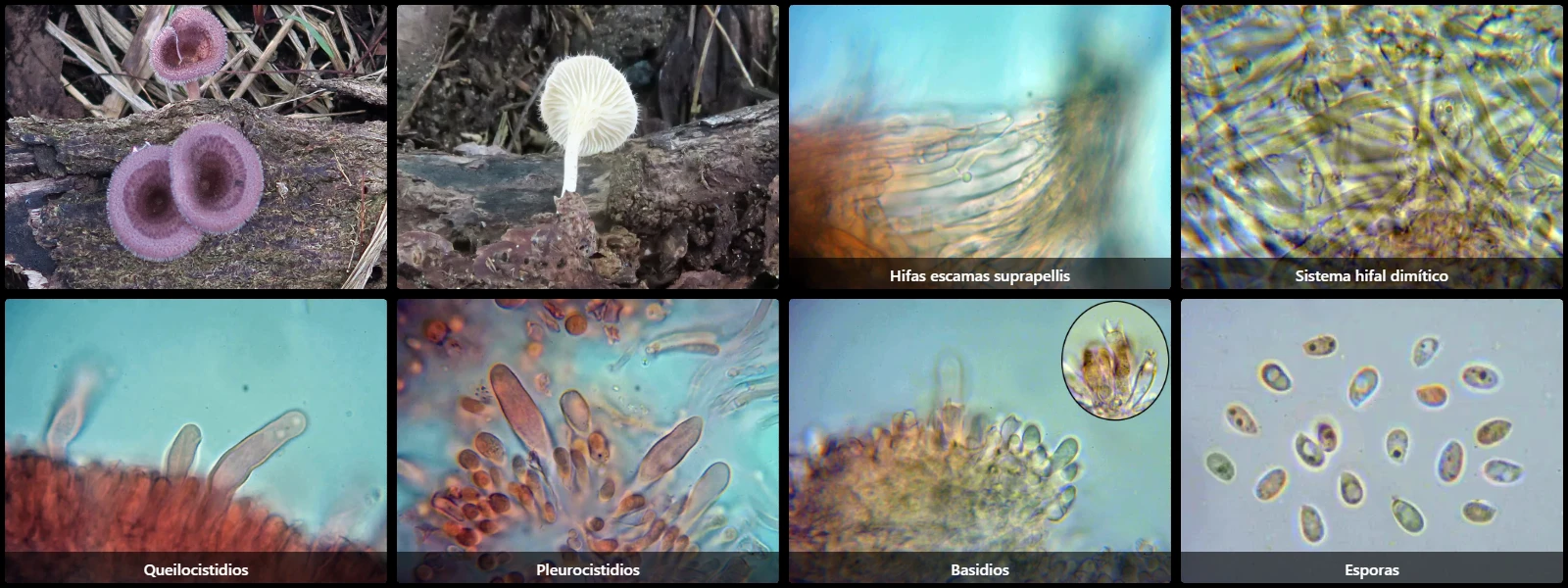 Microscopía de Panus neostrigosus