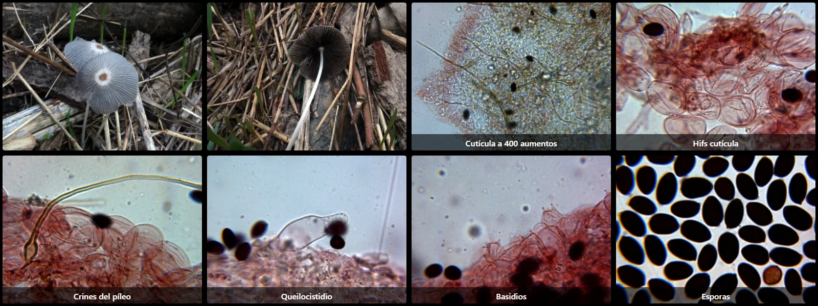 Microscopía de Parasola auricoma