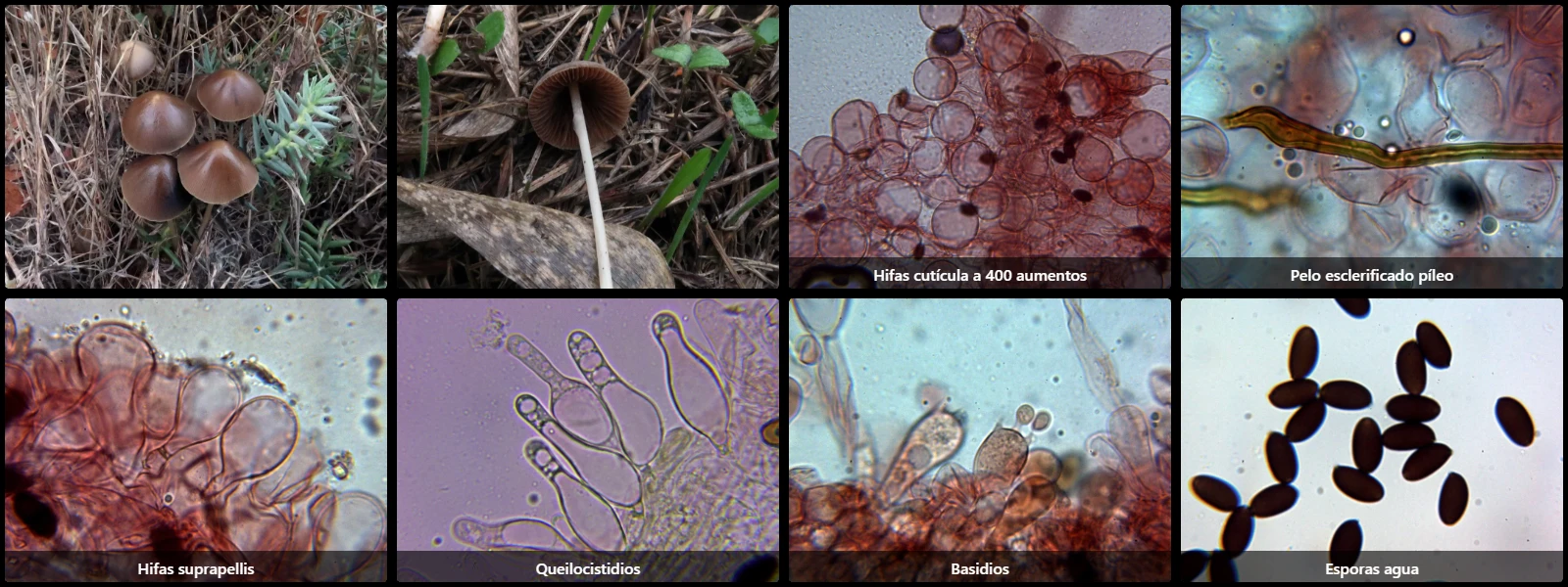 Microscopía de Parasola conopilea