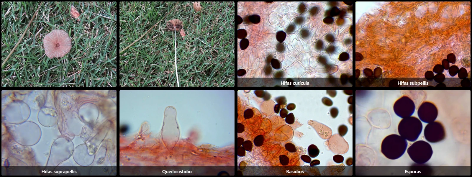 Microscopía de Parasola hercules