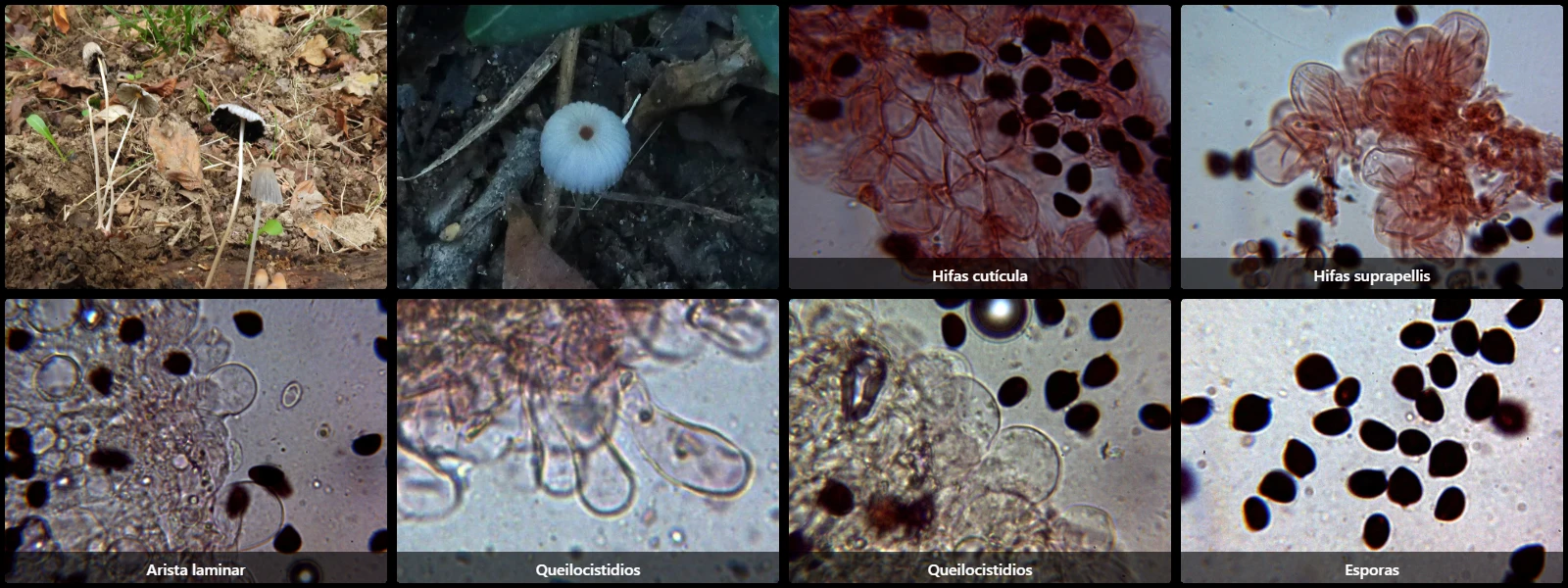 Microscopía de Parasola kuehneri