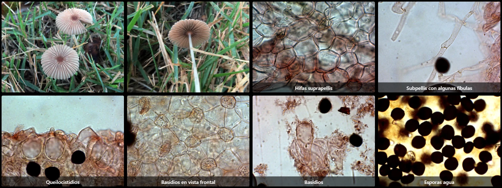 Microscopía de Parasola plicatilis