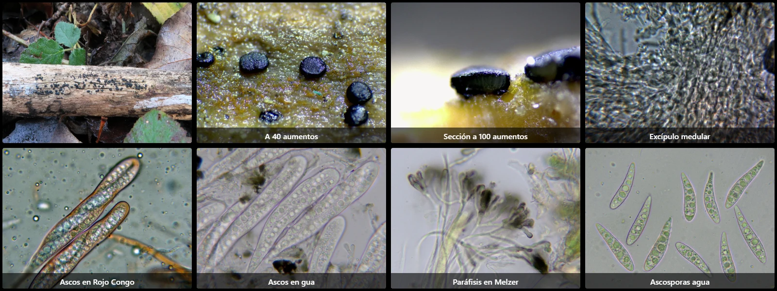 Microscopía de Patellaria atrata