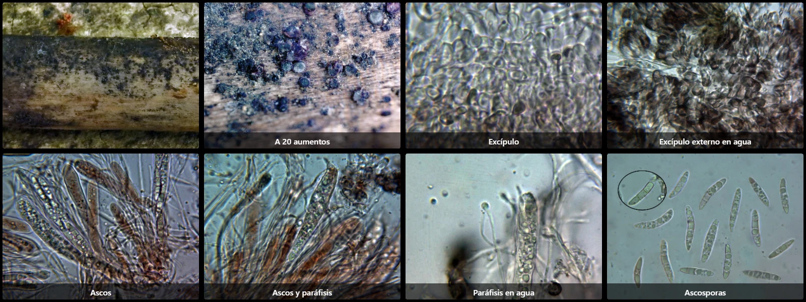 Microscopía de Patellariopsis atrovinosa