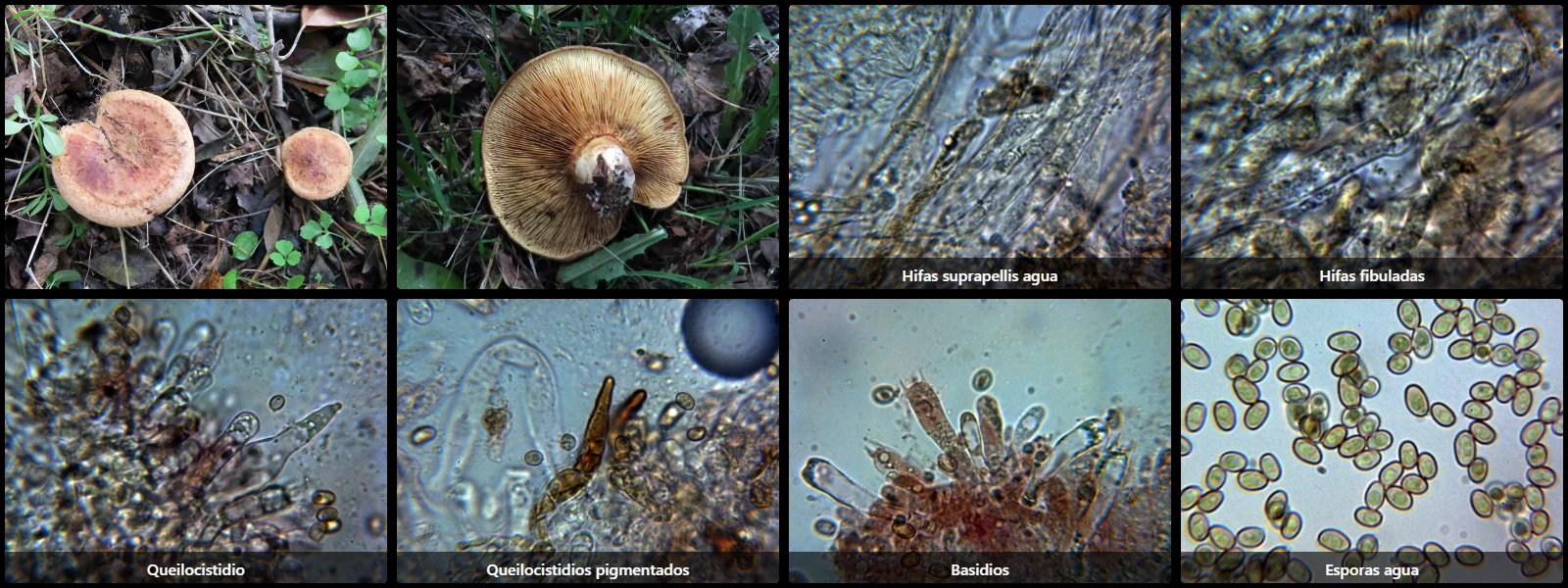 Microscopía de Paxillus rubicundulus