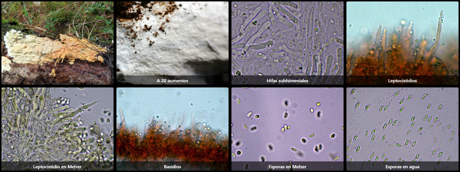 Microscopía de Peniophora ericina