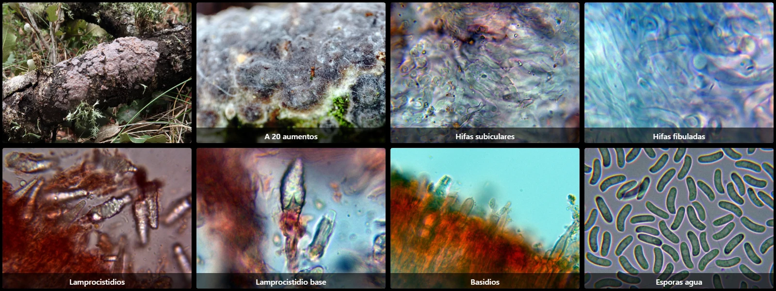 Microscopía de Peniophora quercina