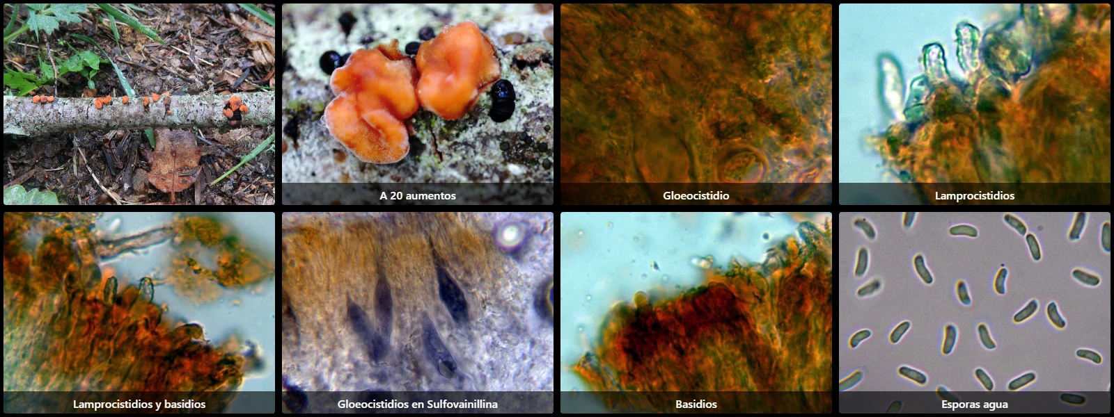 Microscopía de Peniophora rufa
