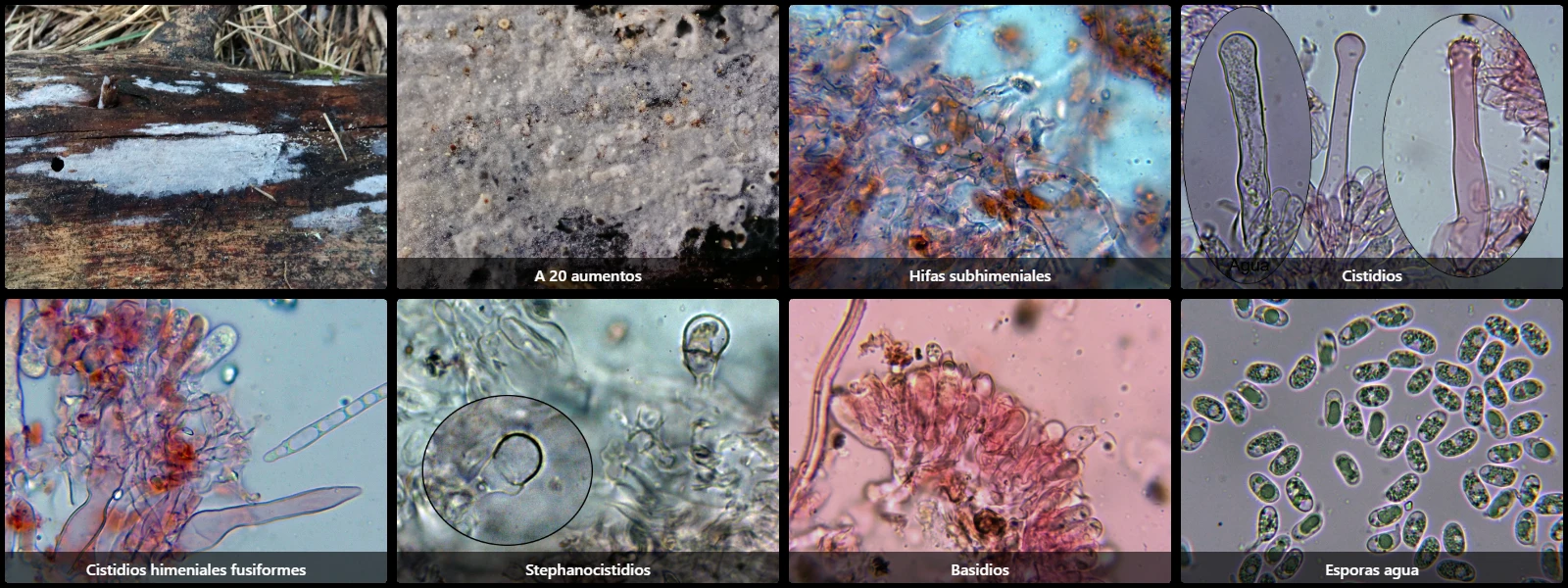 Microscopía de Peniophorella praetermissa