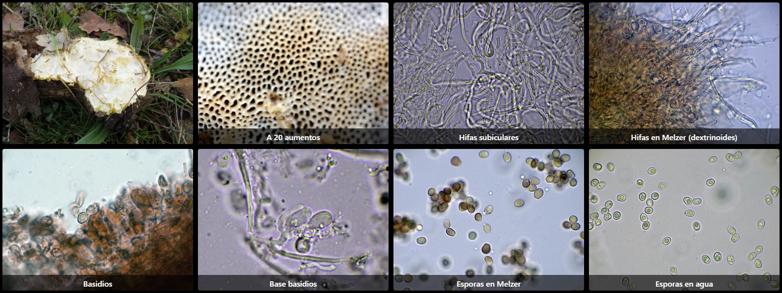 Microscopía de Perenniporia meridionalis