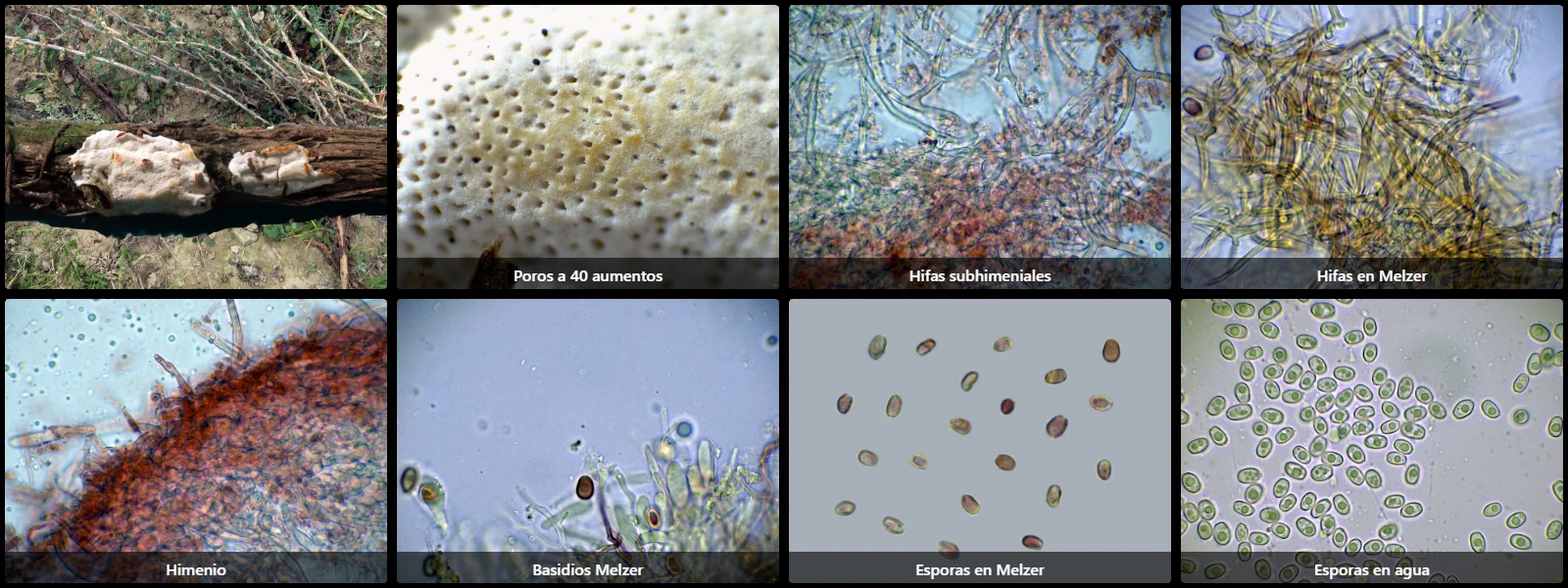 Microscopía de Perenniporia rosmarini