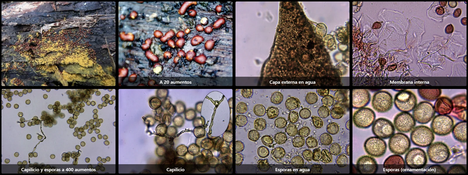 Microscopía de Perichaena corticalis