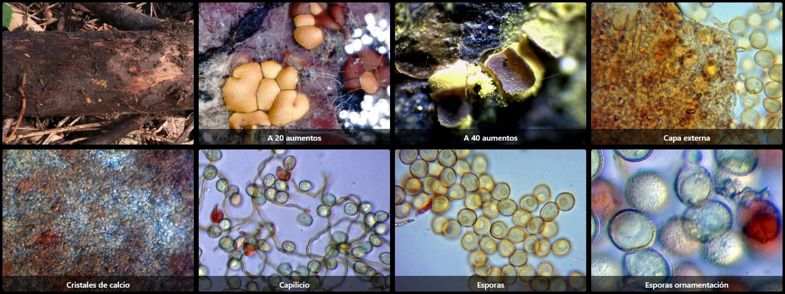 Microscopía de Perichaena depressa