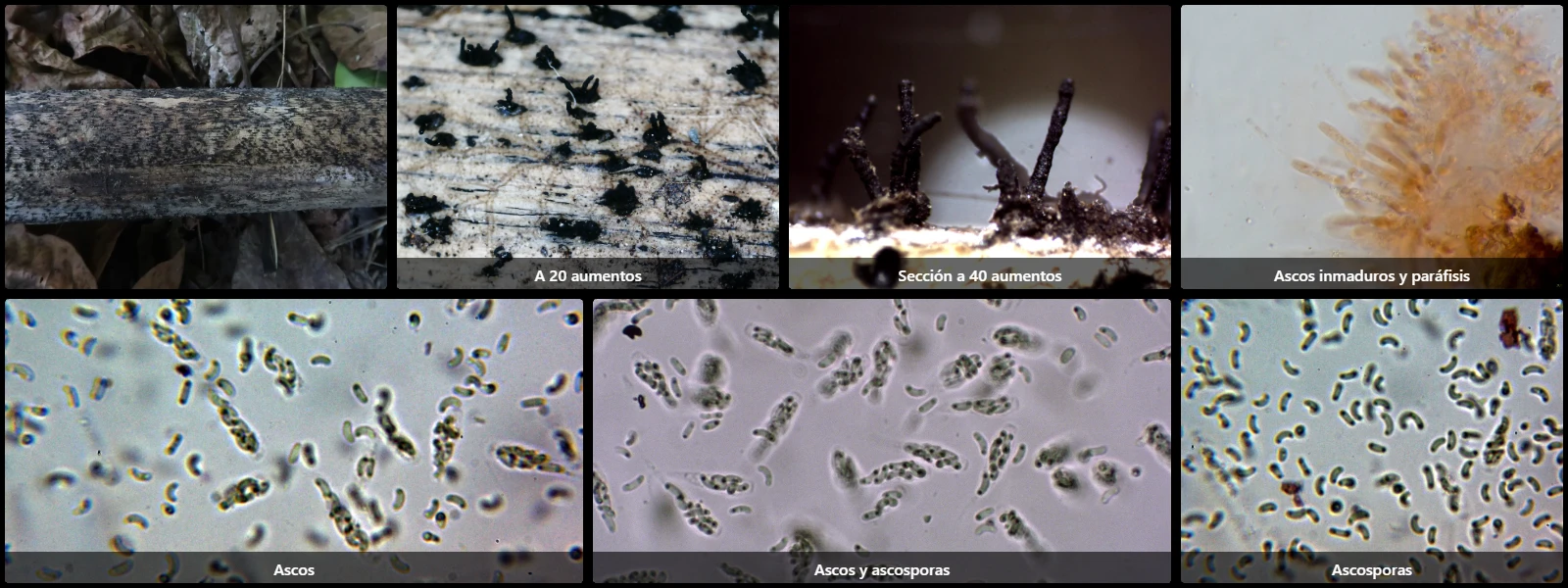 Microscopía de Peroneutypa scoparia