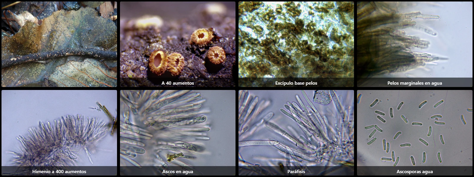 Microscopía de Perrotia flammea