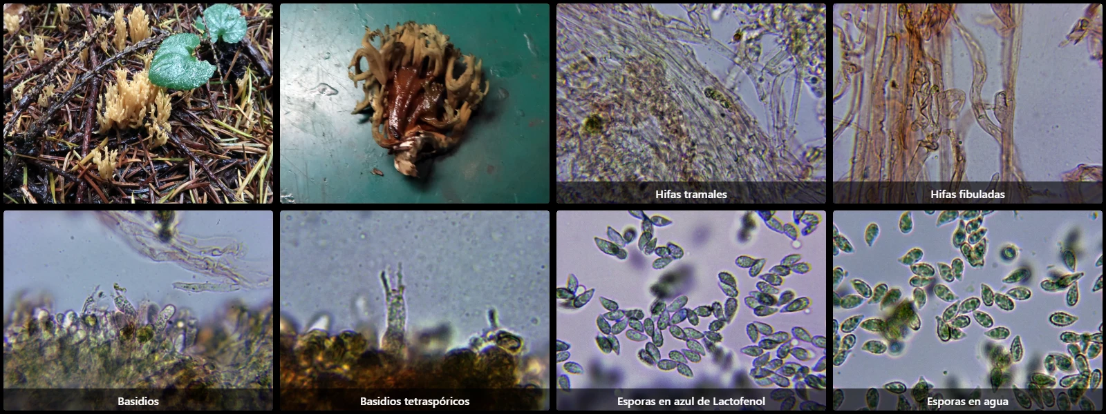 Microscopía de Phaeoclavulina abietina