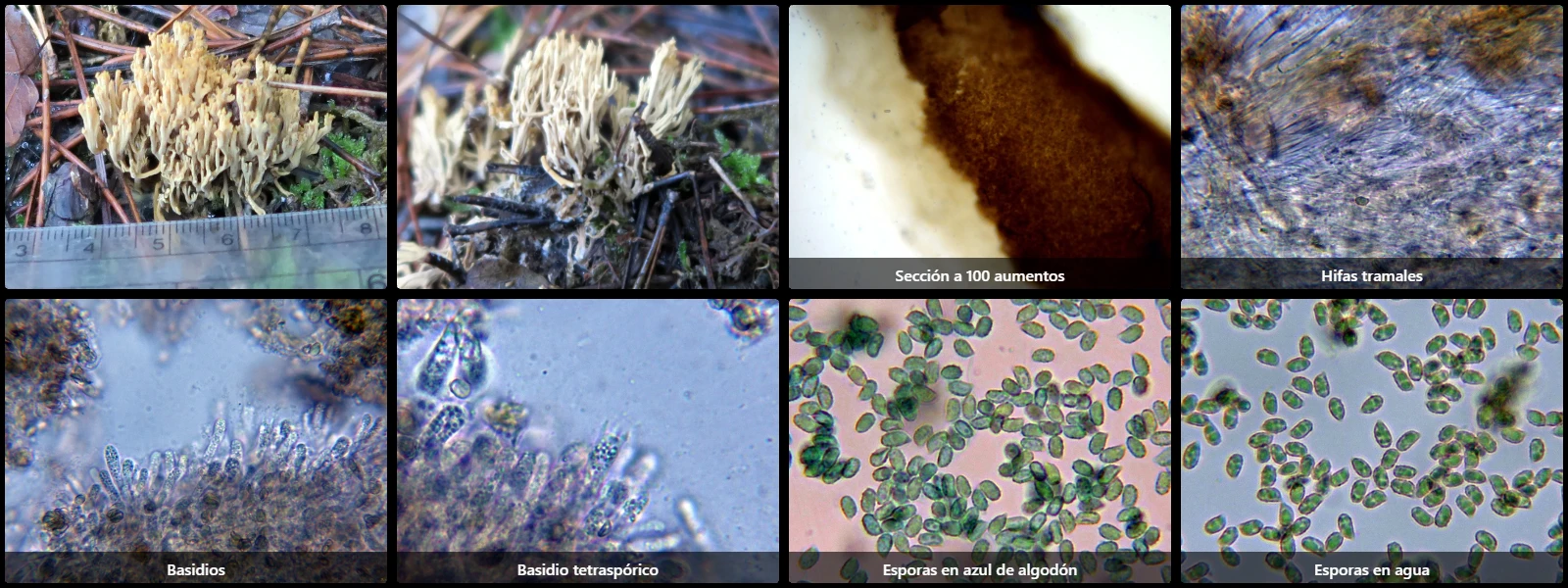Microscopía de Phaeoclavulina curta