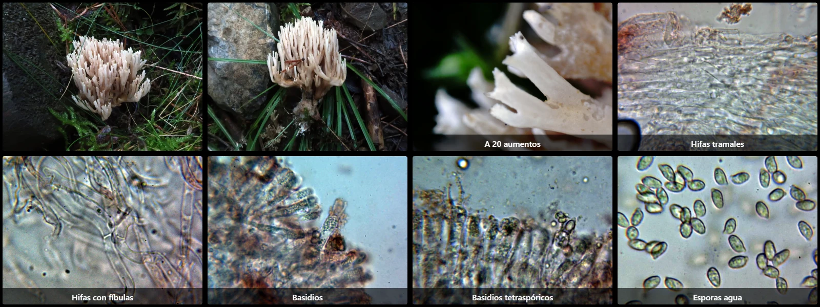 Microscopía de Phaeoclavulina flaccida