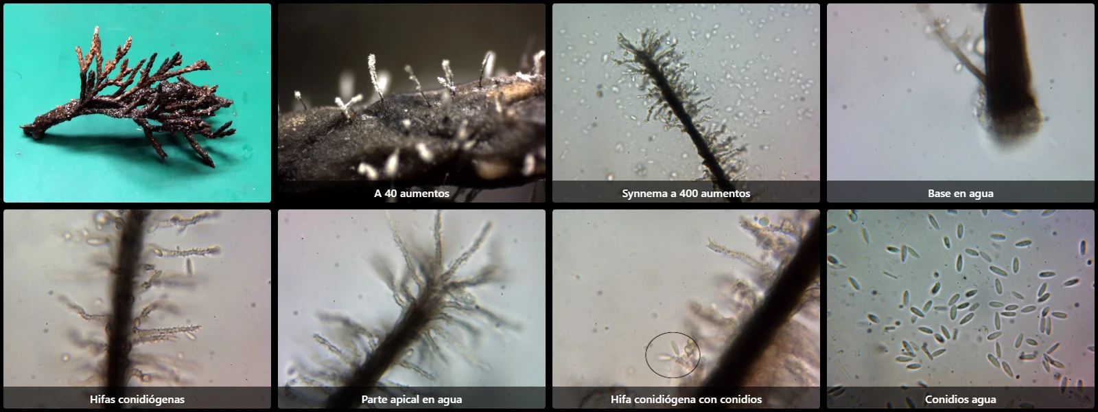 Microscopía de Phaeoisaria clematidis