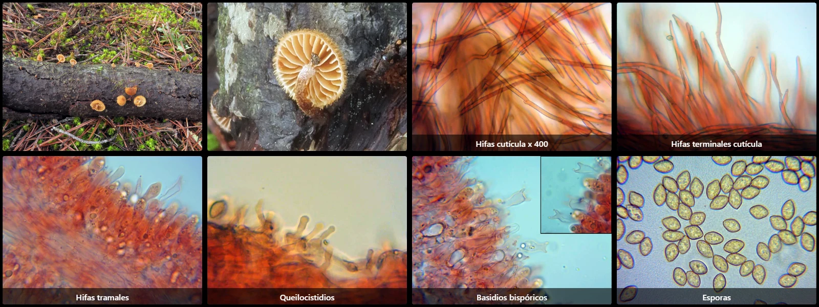 Microscopía de Phaeomarasmius erinaceus
