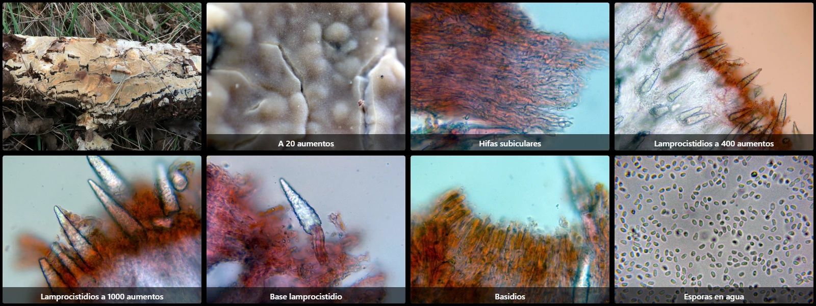 Microscopía de Phaeophlebiopsis ravenelii