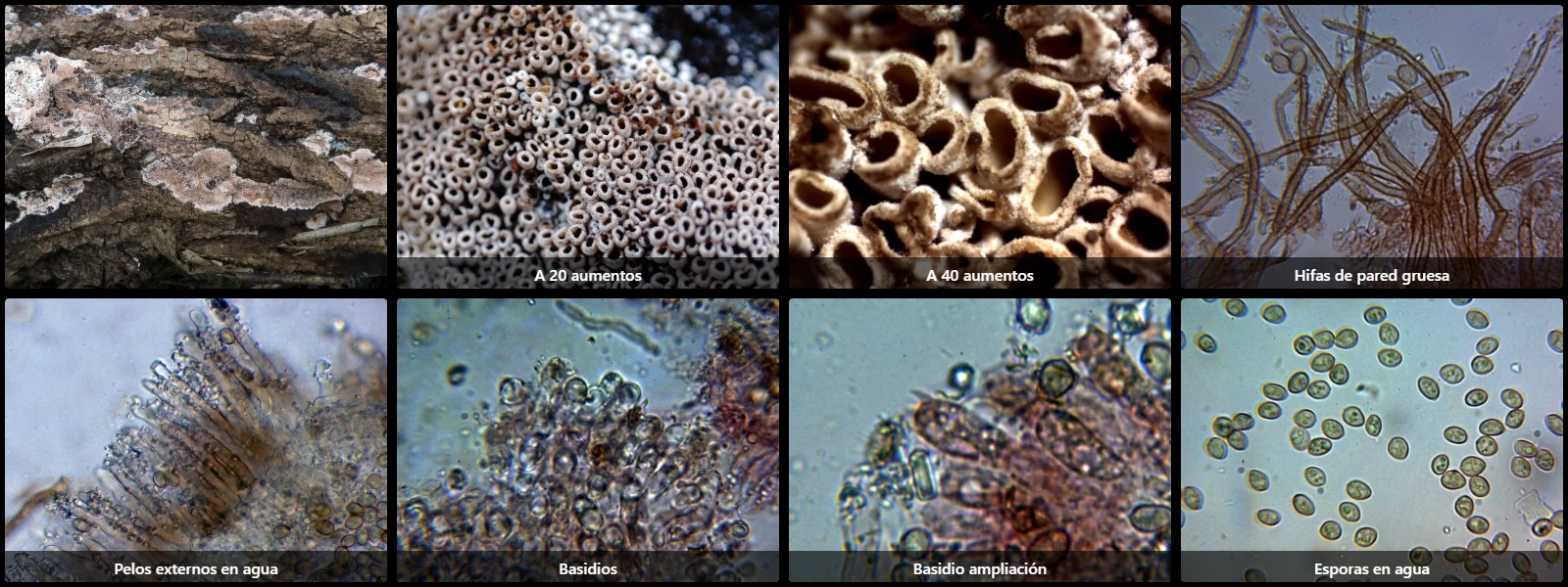 Microscopía de Phaeosolenia densa