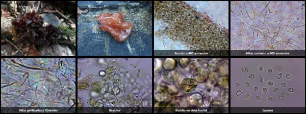 Microscopía de Phaeotremella foliacea