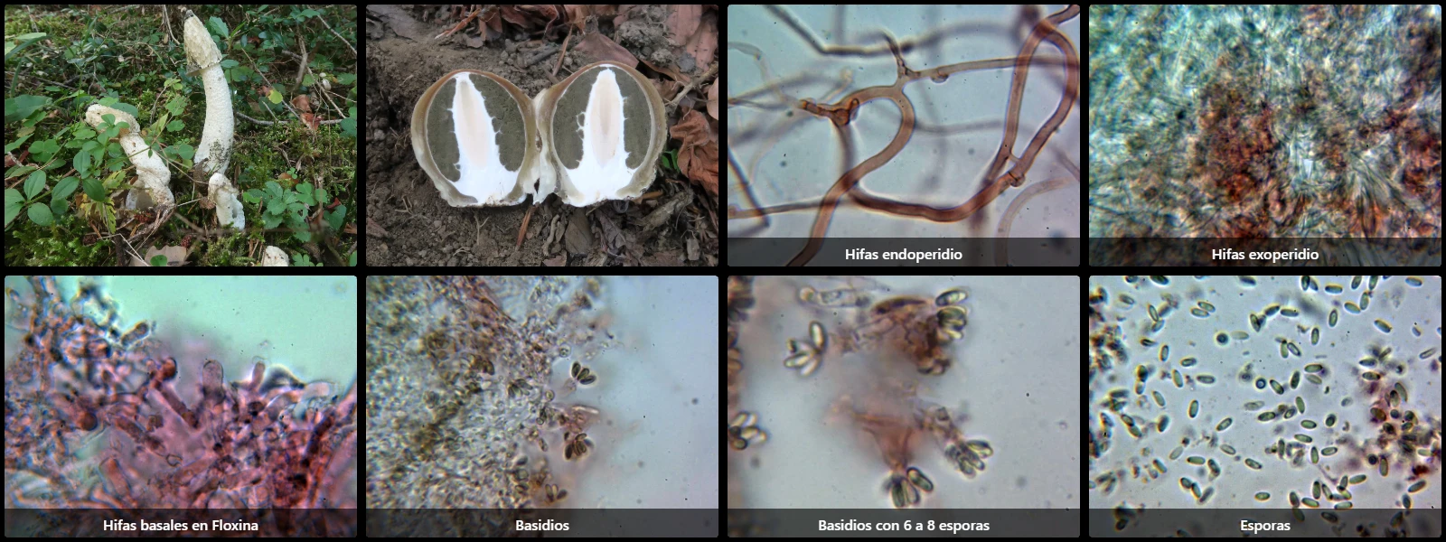 Microscopía de Phallus impudicus