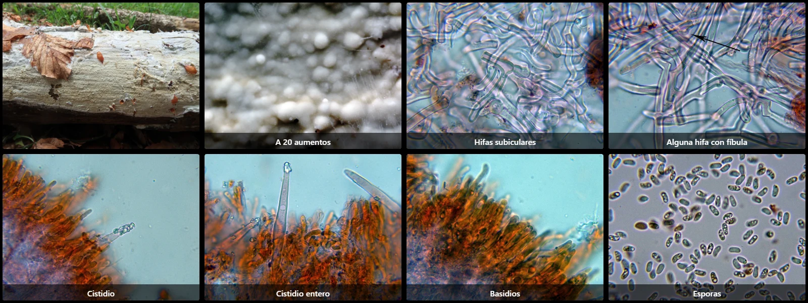 Microscopía de Phanerochaete laevis