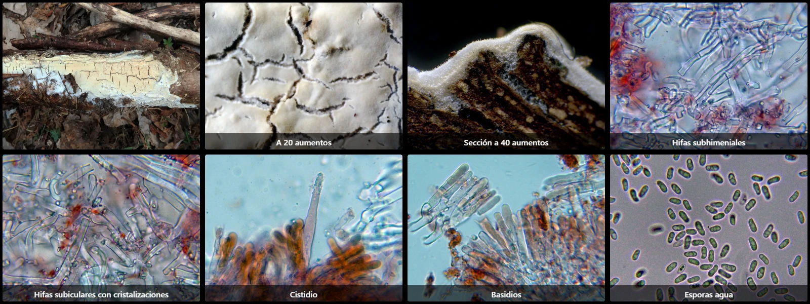 Microscopía de Phanerochaete sordida