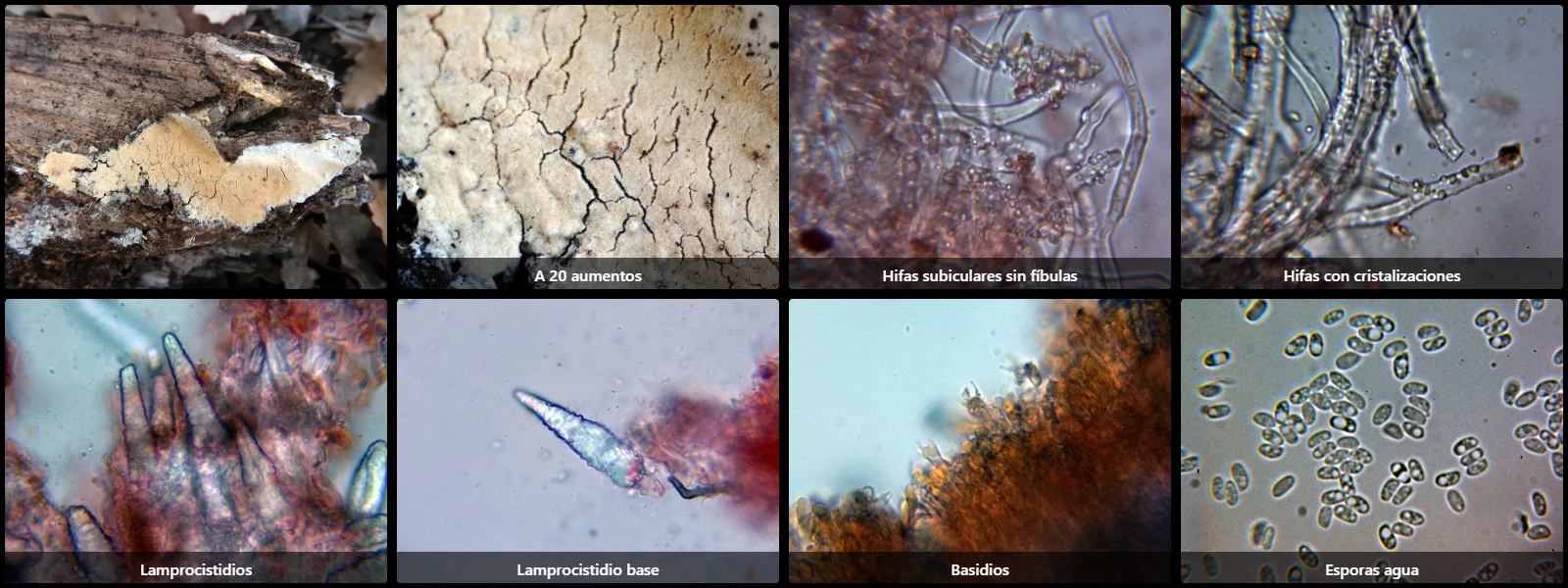 Microscopía de Phanerochaete velutina