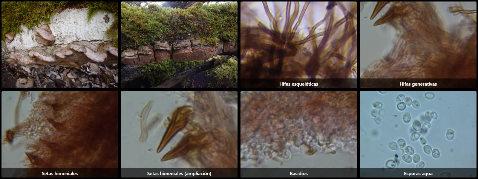 Microscopía de Phellinopsis conchata