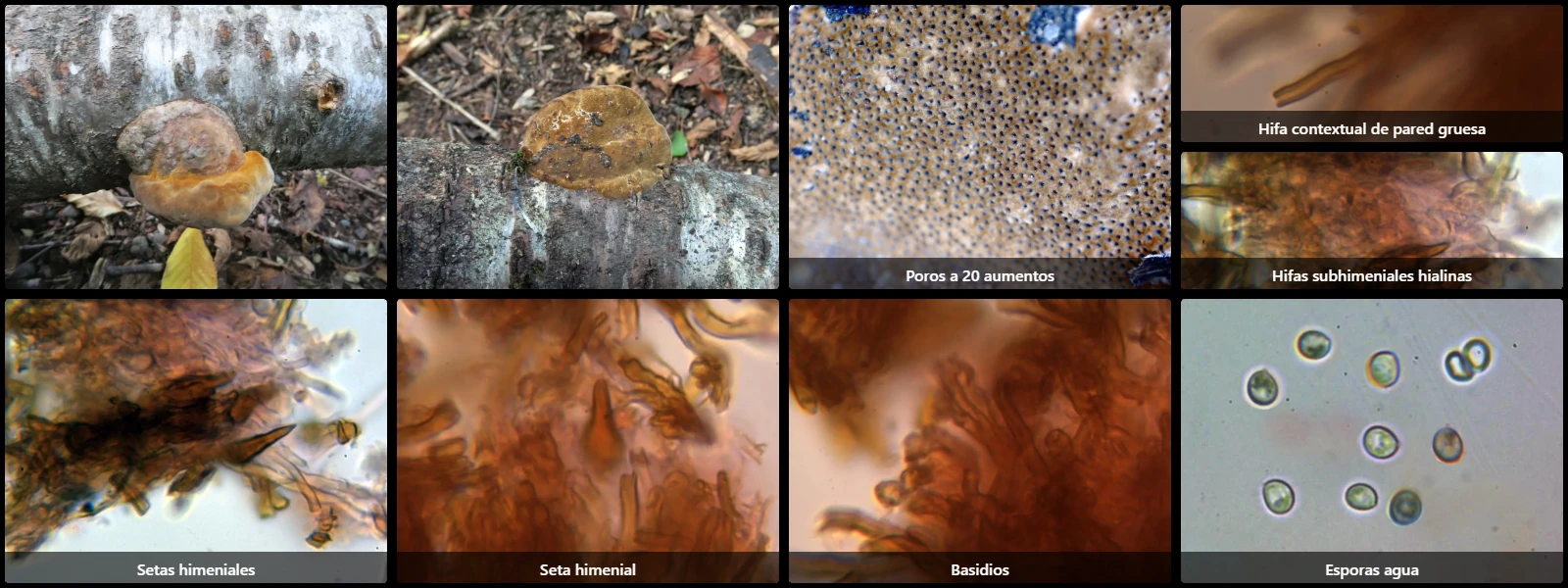 Microscopía de Phellinus igniarius