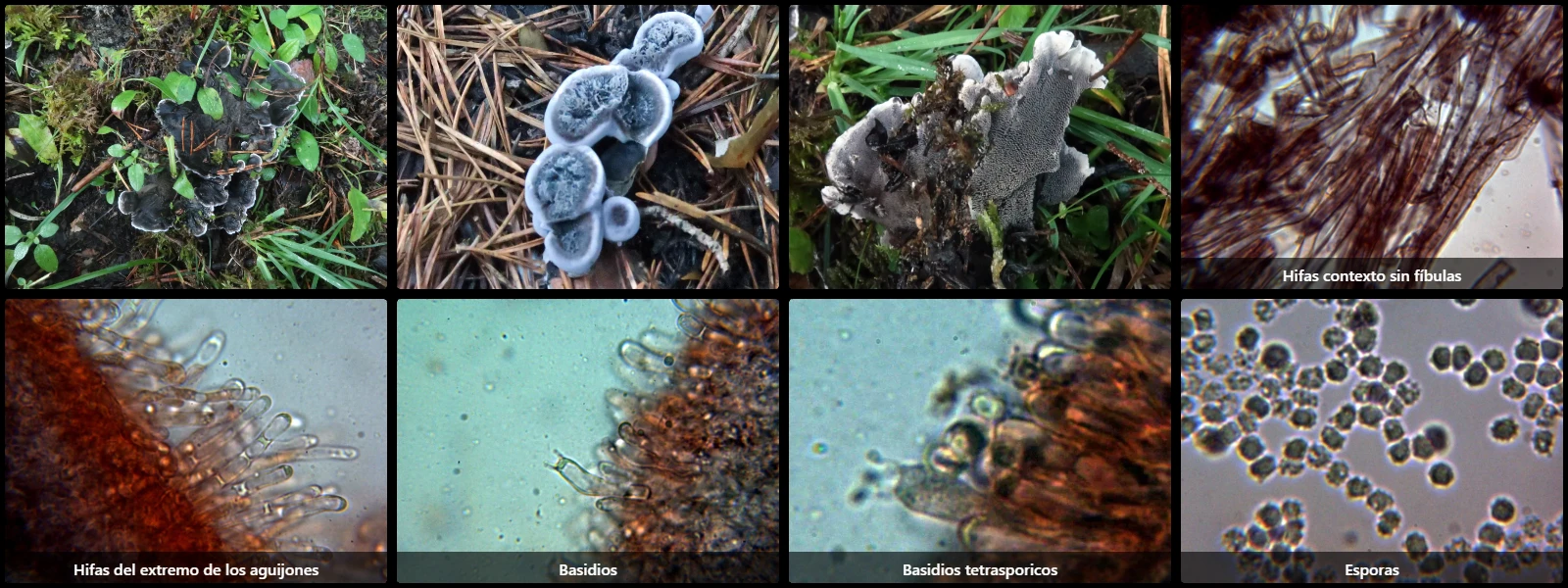 Microscopía de Phellodon niger