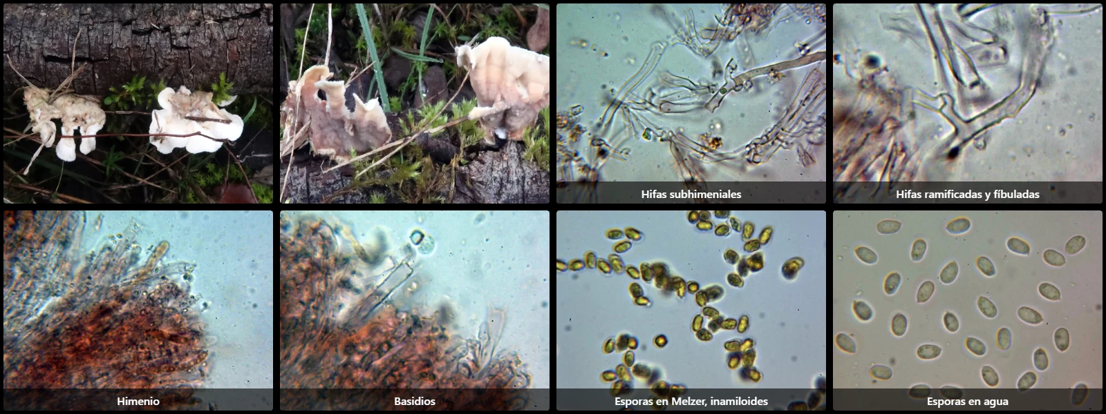 Microscopía de Phlebia albomellea