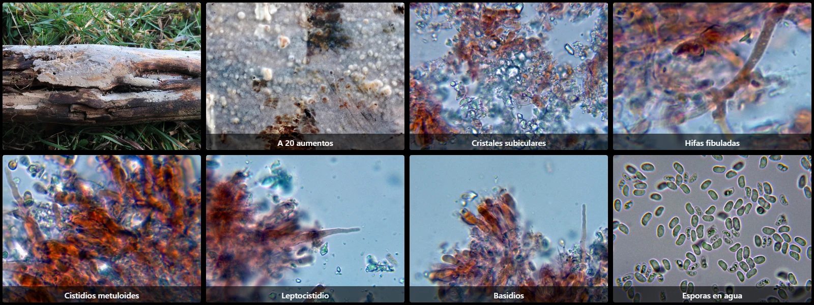 Microscopía de Phlebia subserialis