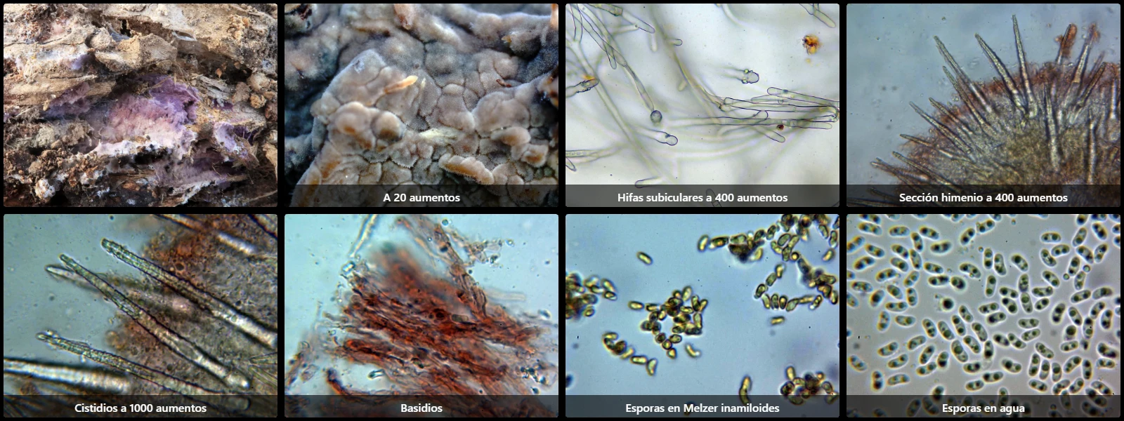Microscopía de Phlebiopsis crassa