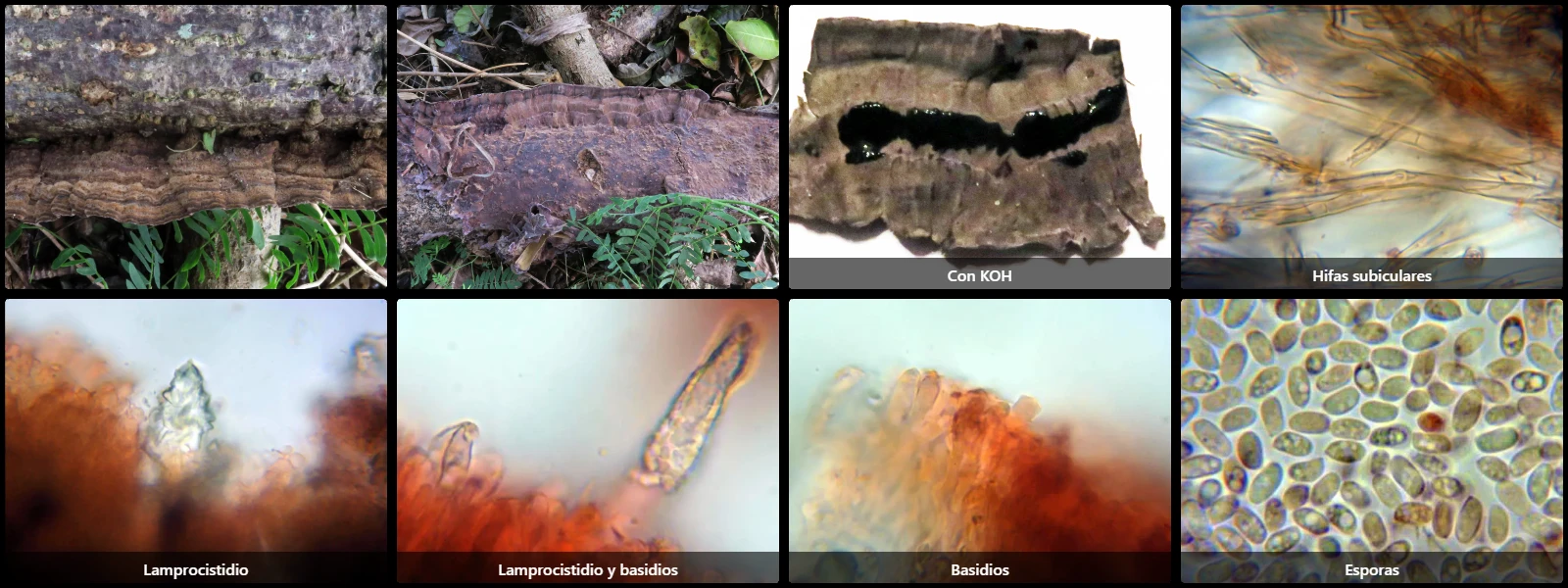 Microscopía de Phlebiopsis friesii