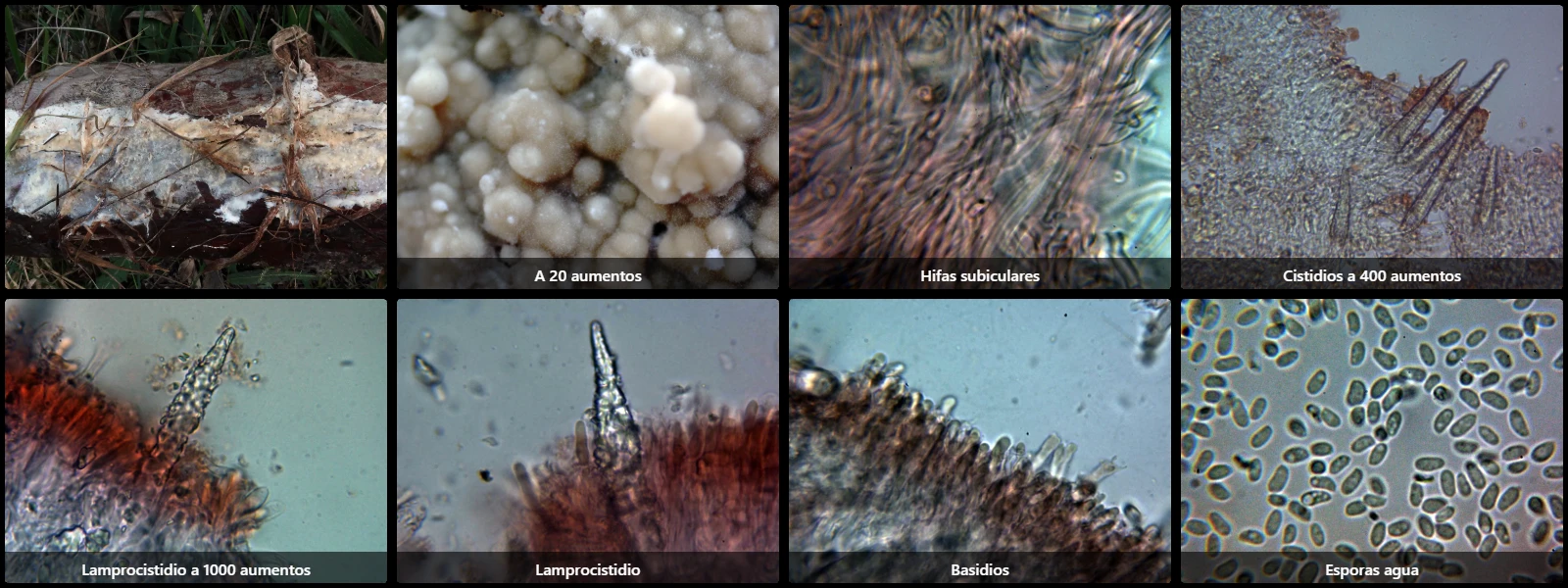Microscopía de Phlebiopsis gigantea