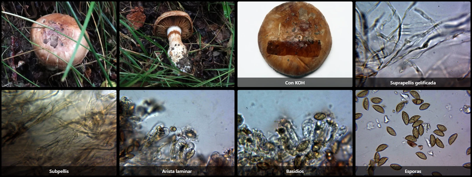 Phlegmacium balteatocumatile