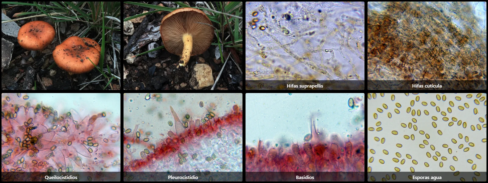 Microscopía de Pholiota carbonaria